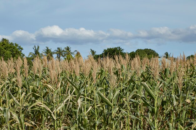 paysage d'un champ de maïs en journée ensoleillée