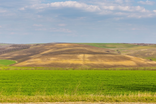 Paysage de champ de printemps