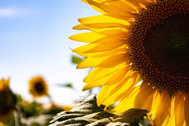 Paysage de champ de tournesol se bouchent.