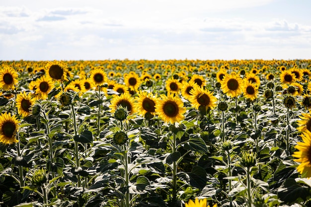 Paysage de champ de tournesol se bouchent.