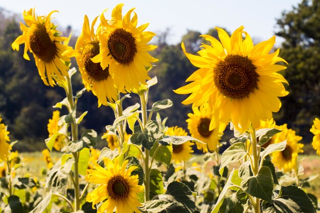 Paysage de champ de tournesol en Thaïlande. champ de fleurs épanouies. Lumineux de jaune.