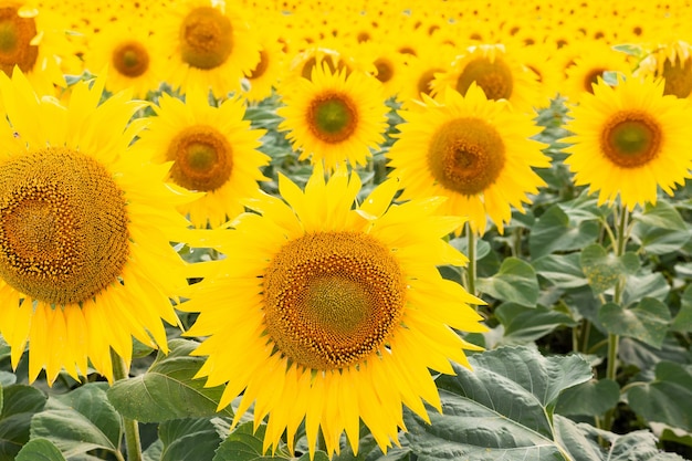 Paysage de champ de tournesol