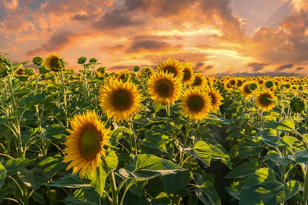 Paysage avec champ de tournesols au coucher du soleil