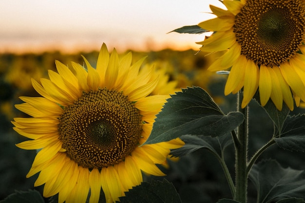 Paysage Champ de tournesols Coucher de soleil dans la nature Belles fleurs Flore