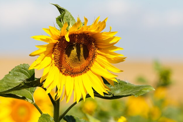 Paysage de champ de tournesols