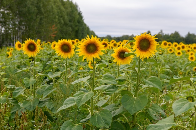 Paysage de champ de tournesols