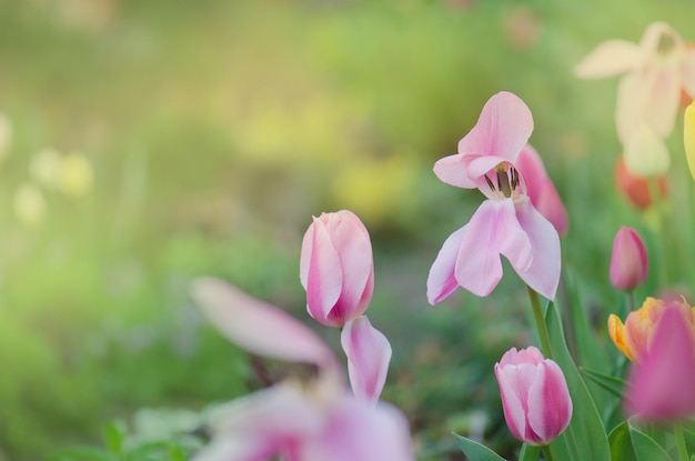 Paysage avec champ de tulipes Champ de tulipes au printemps Fleur de tulipe de couleur mélangée Mélange de fleurs de tulipes dans le jardin