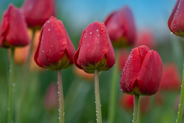 Paysage avec champ de tulipes Champ de tulipes au printemps Fleur de tulipe de couleur rouge Rouge de fleurs de tulipes dans le jardin