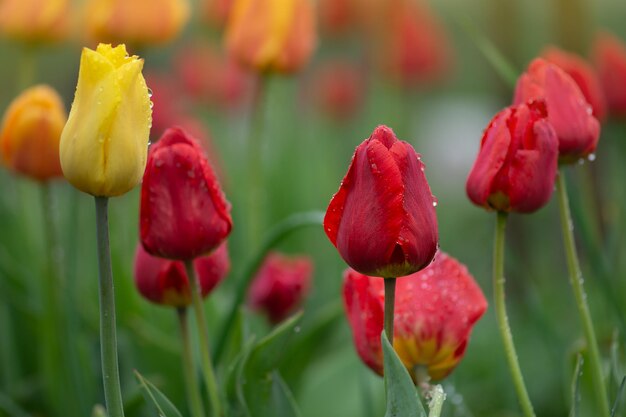 Paysage avec champ de tulipes Champ de tulipes multicolores Champ de tulipes au printemps Fleur de tulipe de couleur mélangée Mélange de fleurs de tulipes dans le jardin