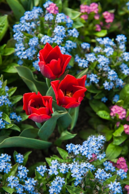 Paysage avec champ de tulipes