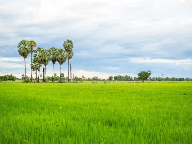 Paysage de champ vert