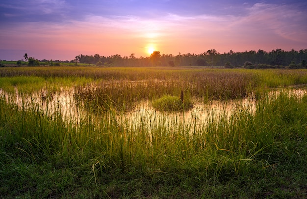 Paysage champêtre au coucher du soleil.