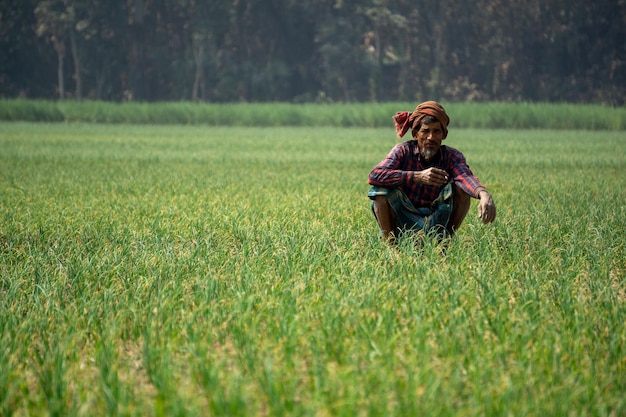 Photo paysage de champs agricoles au bangladesh fermes d'oignons en asie du sud agriculteur travaillant dans un champ d'oignons village pangsha city rajbari photo prise le 3 février 2023