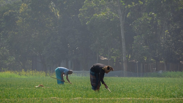 Photo paysage de champs agricoles au bangladesh fermes d'oignons en asie du sud agriculteur travaillant dans un champ d'oignons village pangsha city rajbari photo prise le 3 février 2023