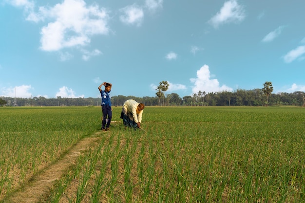 Photo paysage de champs agricoles au bangladesh fermes d'oignons en asie du sud agriculteur travaillant dans un champ d'oignons village pangsha city rajbari photo prise le 3 février 2023