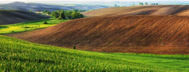 Paysage avec champs et collines