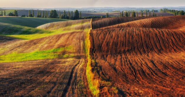 Paysage avec champs et collines