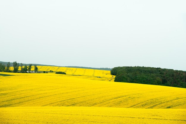 Paysage avec des champs de colza en Moravie République tchèque