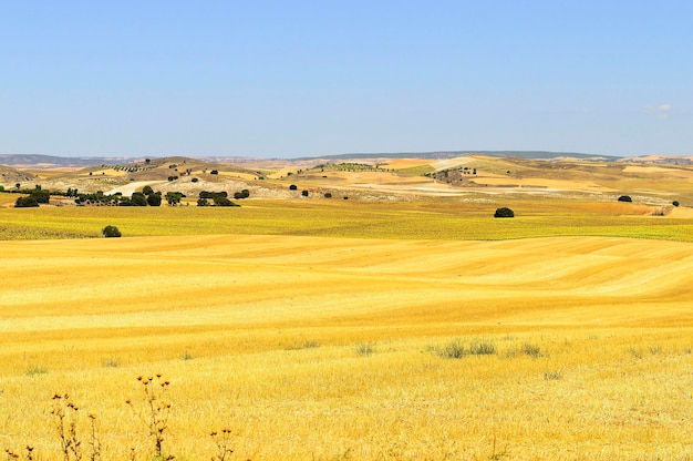 Paysage des champs de La Mancha à Cuenca