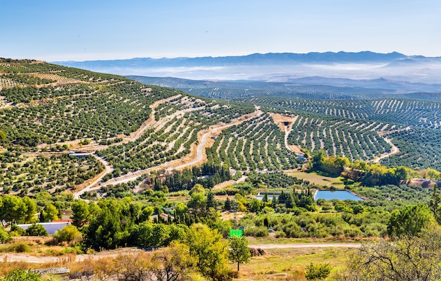 Paysage avec champs d'oliviers près d'Ubeda - Espagne, Andalousie