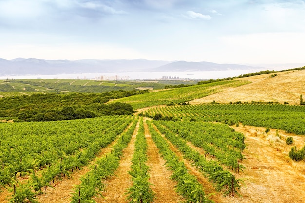 Paysage de champs de raisin