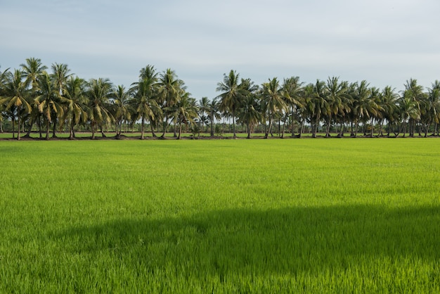 Photo paysage de champs de riz et de noix de coco dans la campagne de la thaïlande