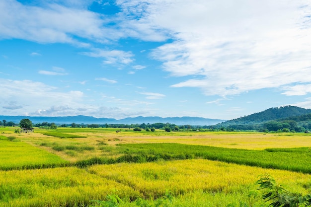 Paysage de champs de riz récoltés et de ciel