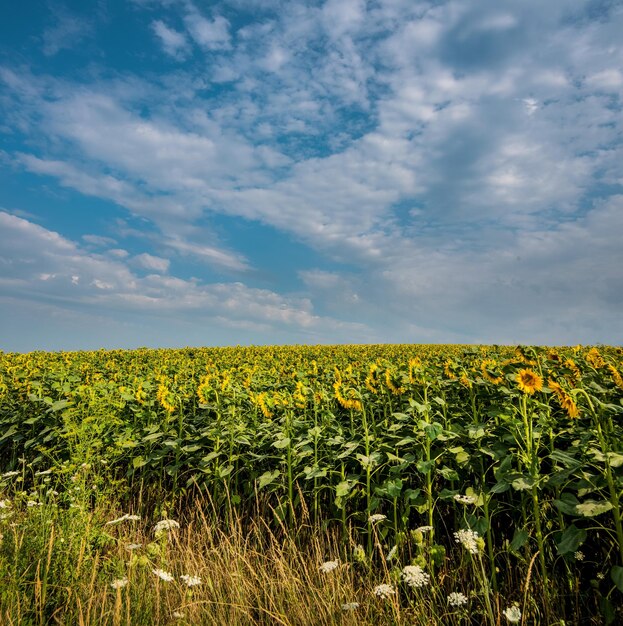 Paysage de champs de tournesols avec des fleurs face au soleil