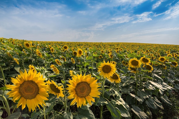 Paysage de champs de tournesols avec de grandes fleurs devant et un beau ciel