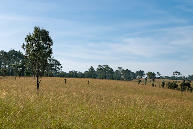 Paysage des champs verts et des collines