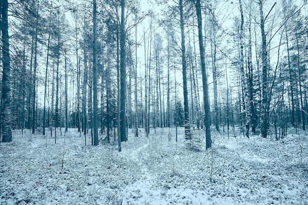 paysage chutes de neige dans la forêt, forêt couverte de neige, vue panoramique arbres par temps de neige