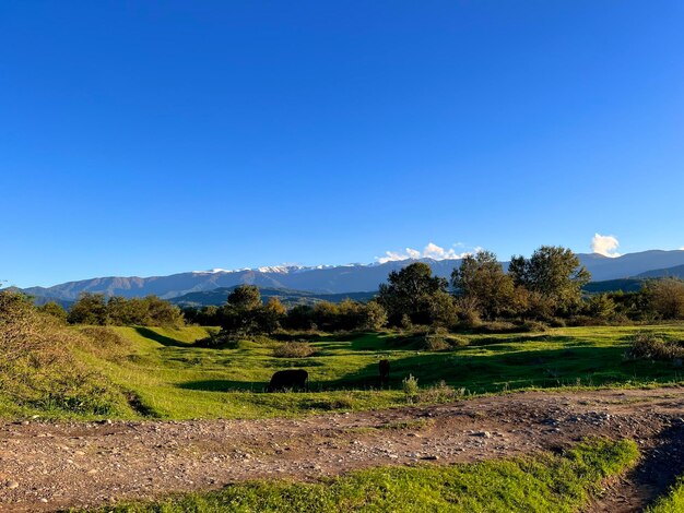 Photo un paysage avec le ciel bleu en été