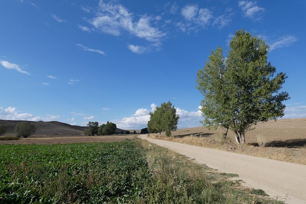 Paysage climatique terrestre champs secs peupliers et nuages denses dans le ciel