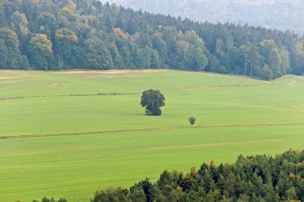 Paysage avec des collines d'arbres et de l'herbe