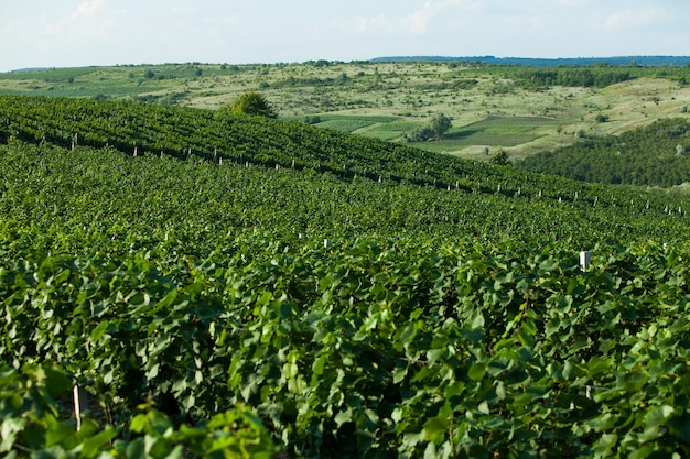 Paysage de collines avec des vignes en Moldavie