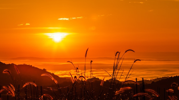 Paysage coloré au moment du matin sur la silhouette d&#39;herbe de fond et de premier plan de lever et brouillard