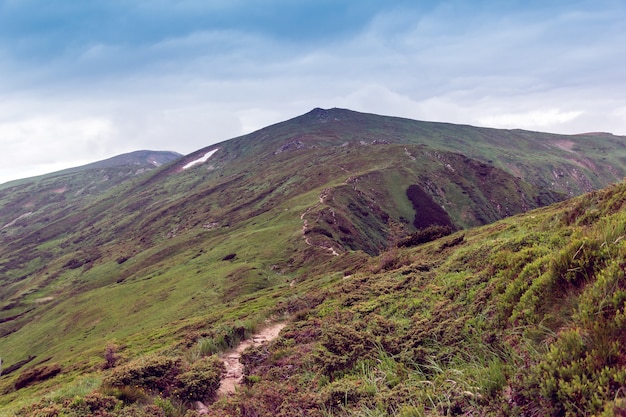 Paysage composé d'une montagne des Carpates avec de l'herbe verte