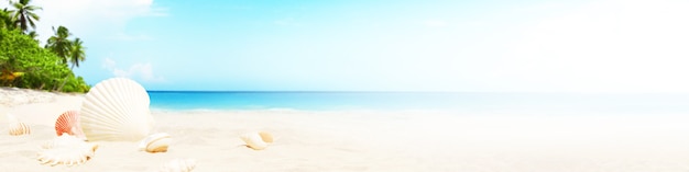 Paysage avec des coquillages sur la plage tropicale - vacances d'été.