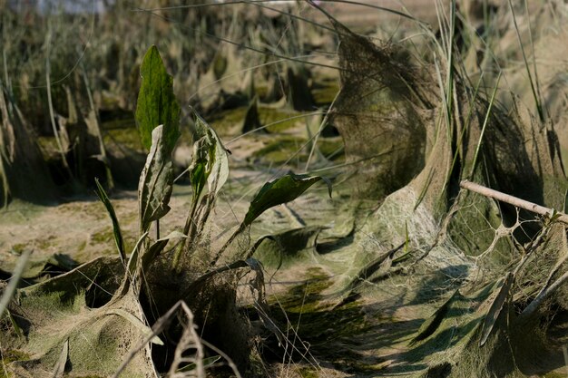 paysage cosmique de boue résultant après la marée basse du niveau de l'eau