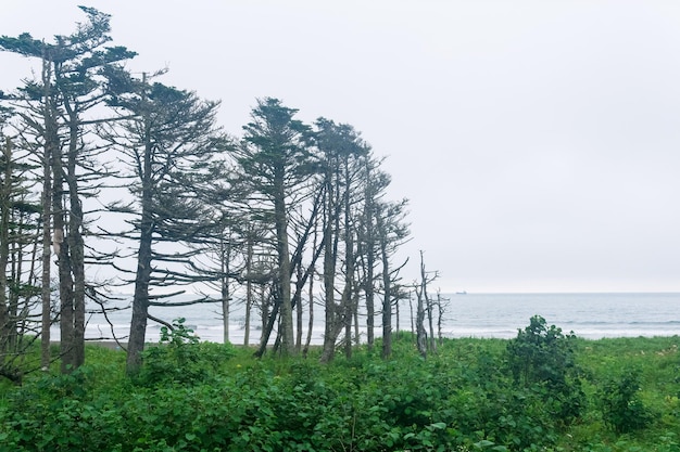 Paysage côtier de l'île de Kunashir avec des arbres courbés par le vent