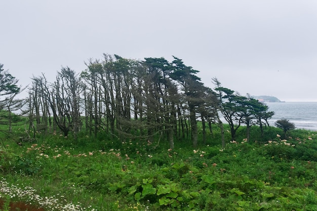 Paysage côtier de l'île de Kunashir avec des forêts courbées par le vent