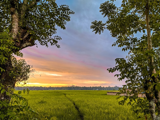 Paysage de coucher de soleil avec arbres et champ