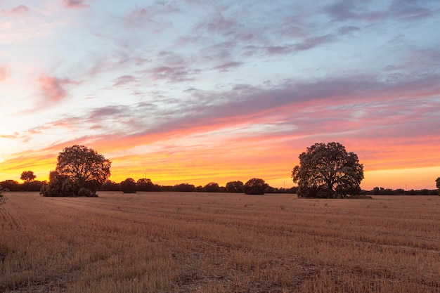 Paysage de coucher de soleil dans les champs de la Communauté de Castilla La Mancha Ciudad Real Espagne