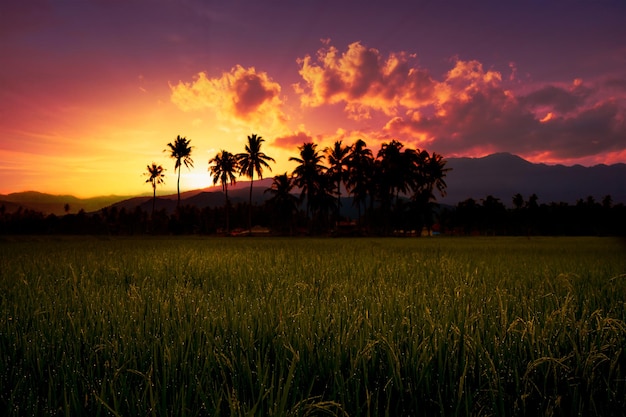 Paysage de coucher de soleil doré dans la rizière