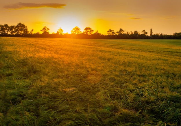 Paysage de coucher de soleil sur l'éblouissement des rayons du soleil du champ de blé