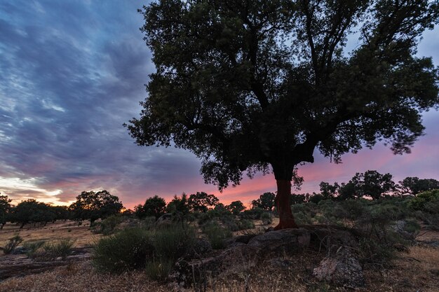 Paysage coucher de soleil près de Guijo de Galisteo. Estrémadure. Espagne.