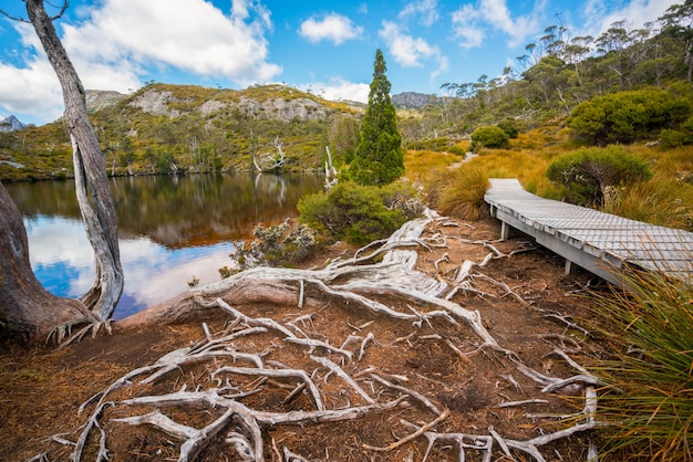 Paysage de Cradle mountain Tasmanie, Australie.