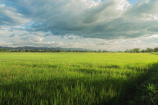 Paysage de cultures vertes et champ Agriculture d'agriculteur avec semis de jeunes plantes de riz et champ Champ de riz avec coucher de soleil et terres agricoles Thaïlande agriculture et ferme en Asie