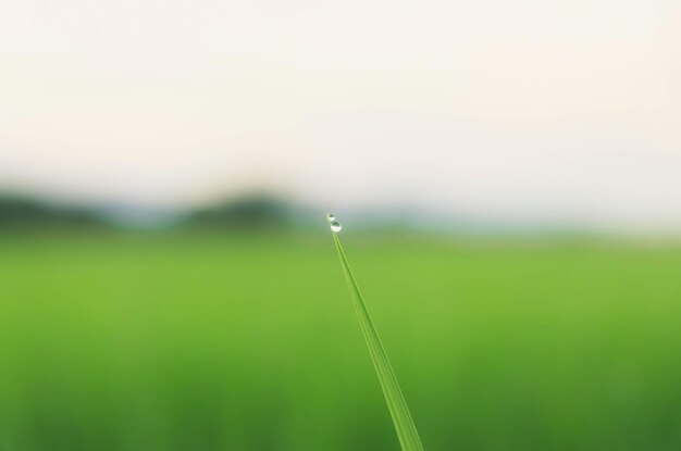 Photo paysage de cultures vertes et de champs agriculture d'un agriculteur avec l'ensemencement de jeunes plantes de riz et de champ de riz avec le coucher du soleil et les terres agricoles thaïlande agriculture et ferme en asie