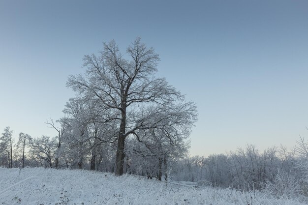 Paysage d39hiver nature enneigée forêt du nouvel an